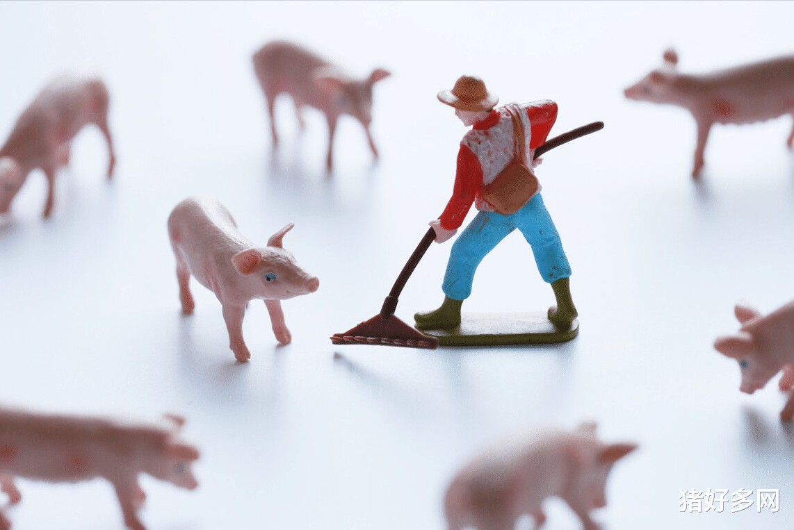 生猪价格 猪价重回10元时代！散养户卖一头猪要亏800元，猪企也“在劫难逃”？