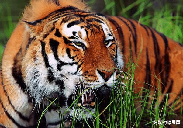 阿斌旳糖果屋 黑龙江猛虎下山,64年前湖南“百虎围村”,最后的结局怎样了?