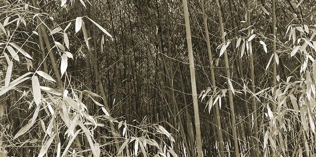 绿电 为什么现在一下雨就成灾?