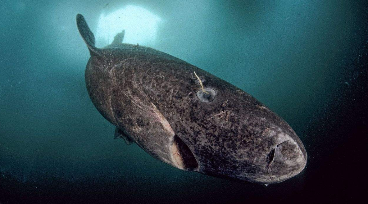 鲨鱼 活到156岁才可交配，因为太懒，它们献祭自己的眼睛只为吃饱饭