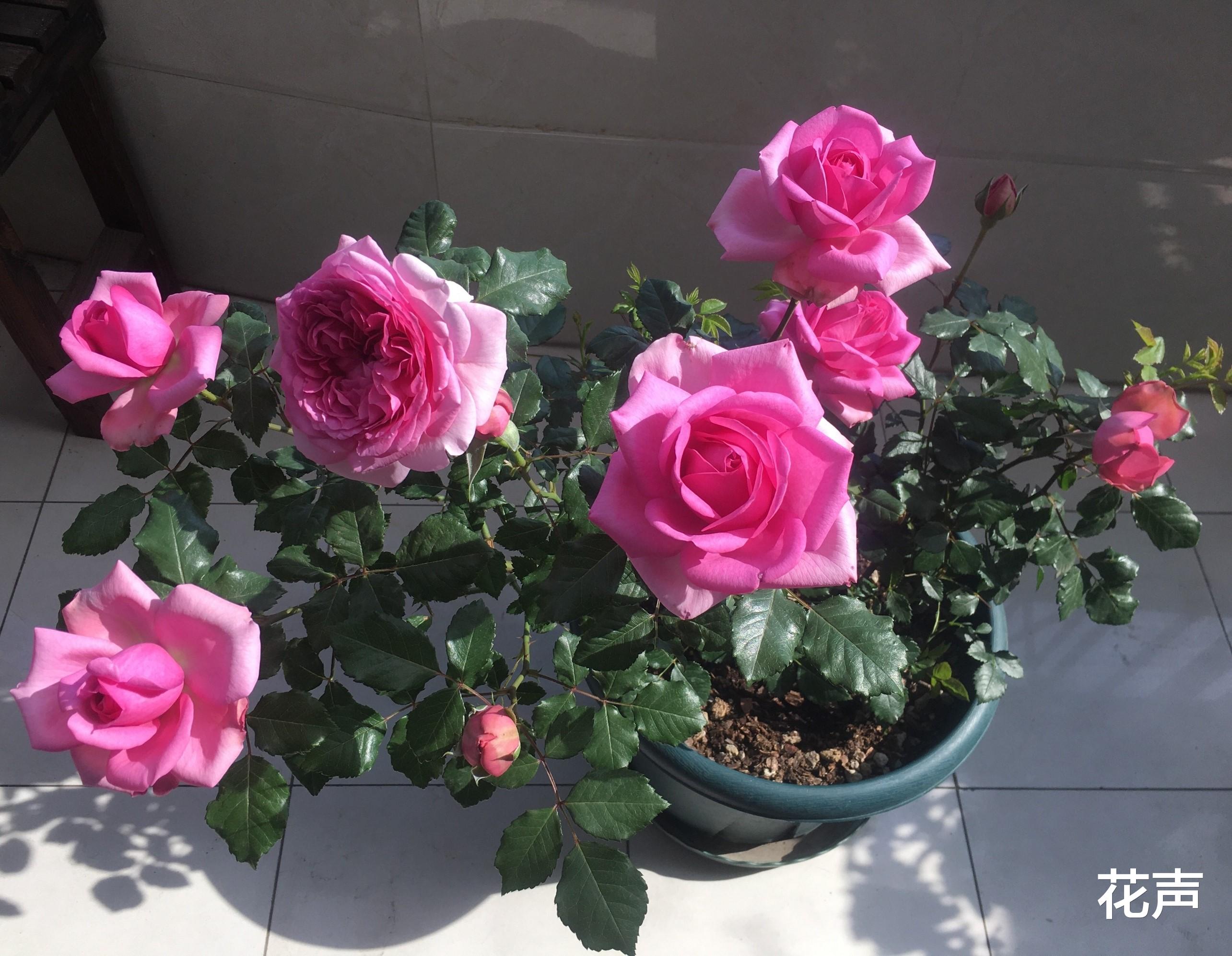 花声 月季花“庞巴度”—集赏花、闻香于一身，四季勤开，阳台党也能养