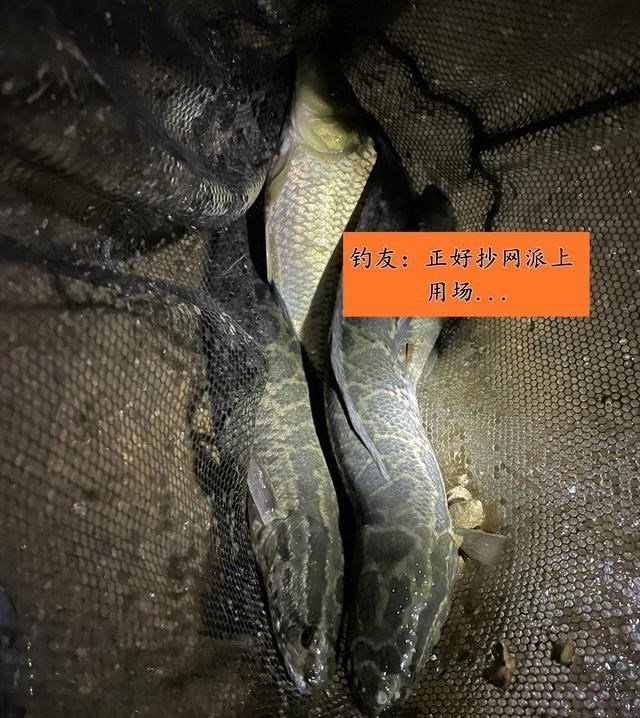 地下城堡3|鳜鱼、大闸蟹，江苏男子夜钓捞起许多“名贵水产”，价值上千