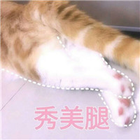 桉月|卖萌猫咪表情包
