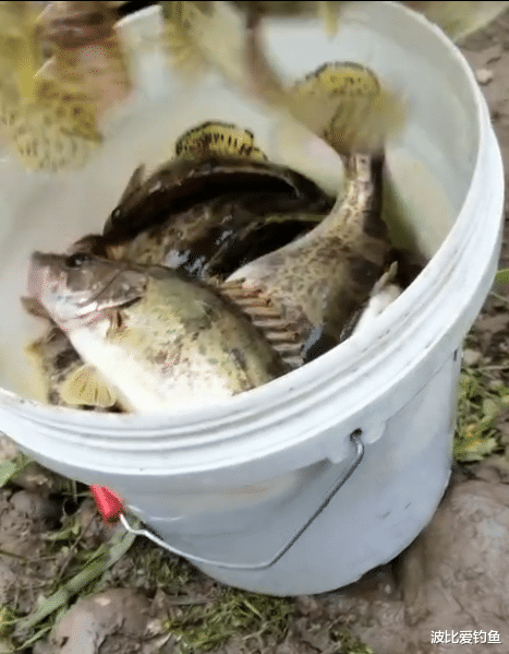广西|广西一河道鳜鱼大爆发，有人2小时钓了一桶，网友们见后却怒了