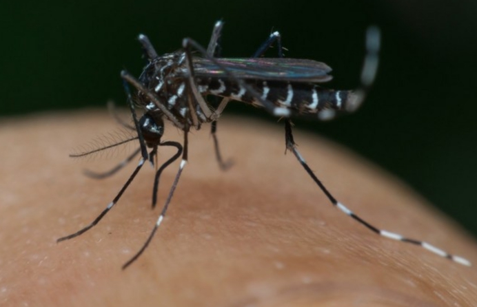  三伏期的蚊子更猖狂！每年72.5万人死于它手，O型血更招蚊吗？