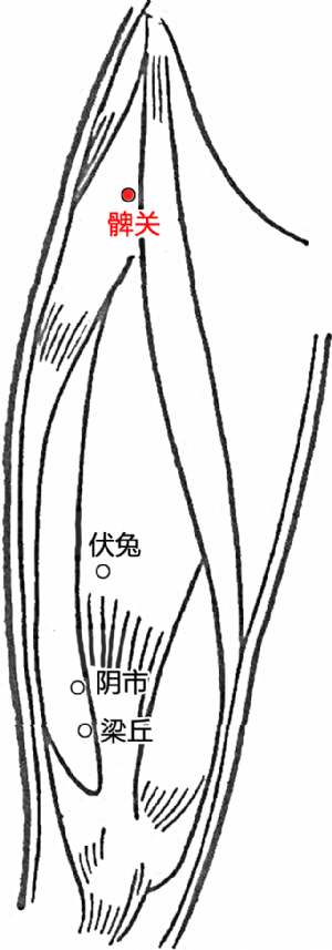 神经炎|艾灸穴道养生：髀关穴