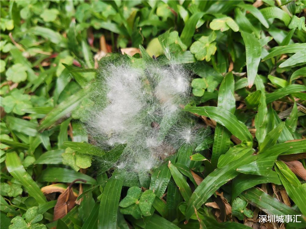 深圳城事汇 春末夏初的木棉，飞絮点点，惹起了我淡淡的乡愁