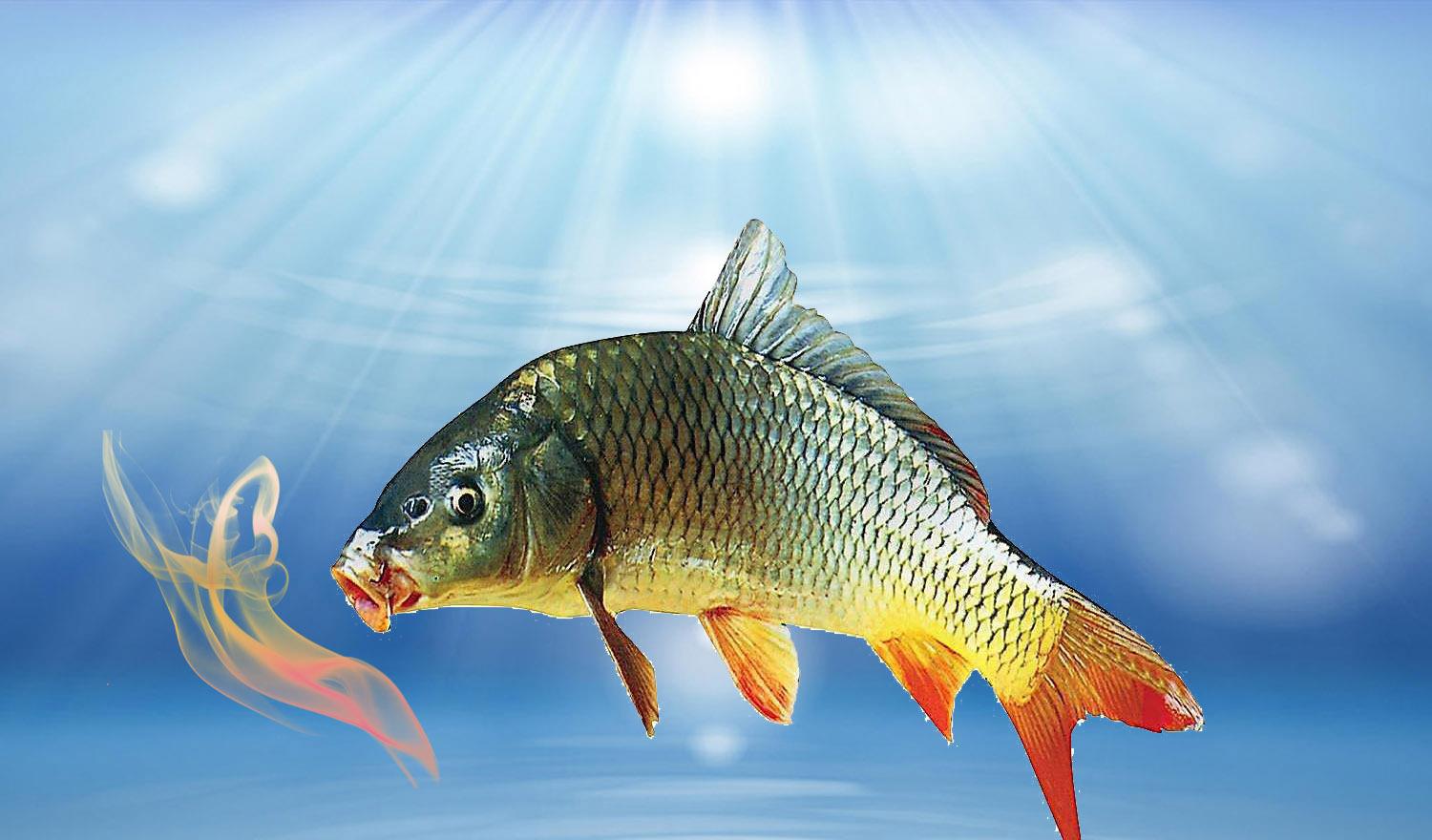 大板|钓鲤鱼用哪种味型的效果好？钓鱼小药可以自制吗？味型小药的详解