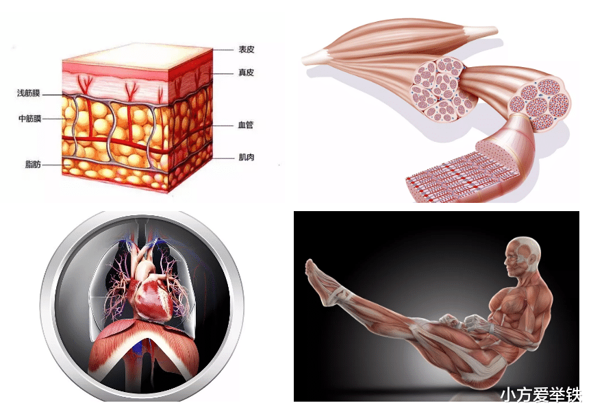 胆结石|科普,健身爆火的筋膜枪,其中的筋膜是什么?它与肌肉有何关系?