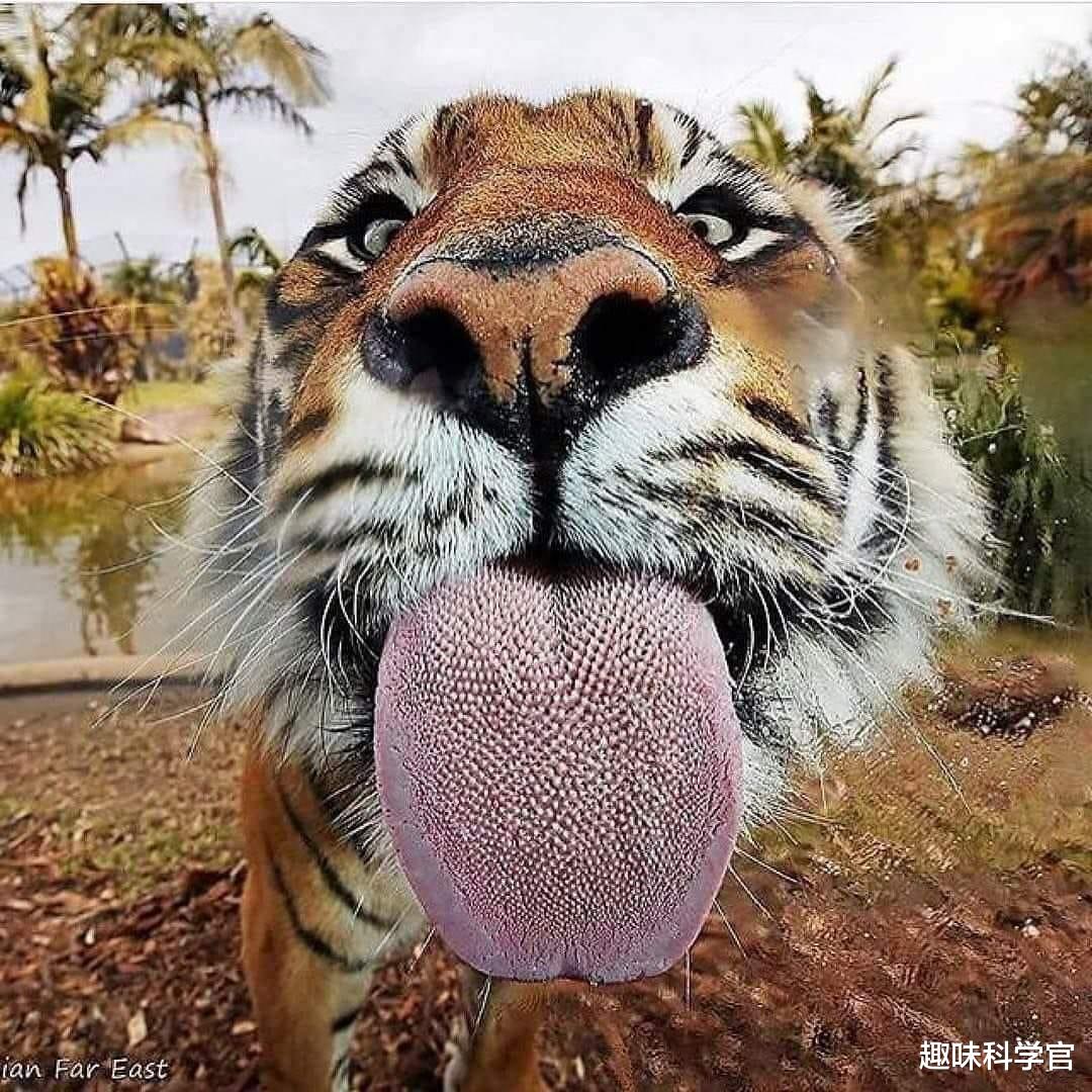 猫科动物舌头上的“倒刺”有多厉害?被老虎舔一下会掉层皮吗?