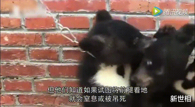 你喊的每一声“好萌”,背后都是她的“救命”