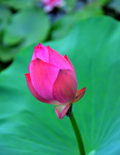 星临天下|8月鸿运当头，4属相喜事不断，事业顺利，财源滚滚，日子红火