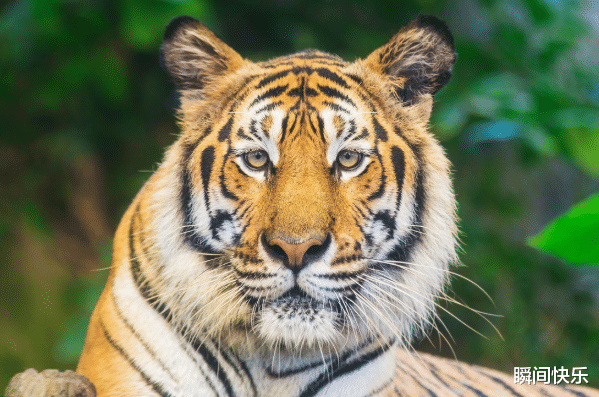 |7月22-7月30日，愿望成真，3生肖脱胎换骨，事业重返巅峰