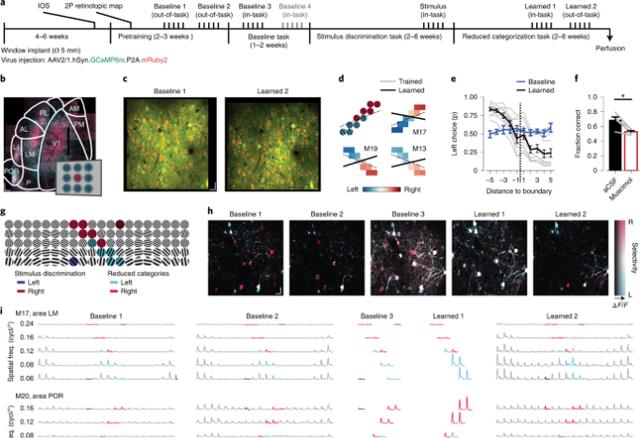 联想记忆塑造全脑分布网络的实验证据——基于小鼠视觉皮层研究