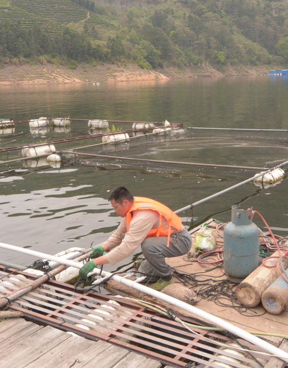 蕉城区融媒体中心 整治进行时!洪口拆除养殖网箱71框,面积5967平米