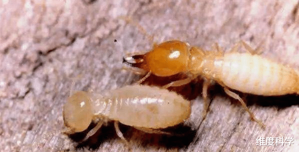 白蚁 白蚁是在朝着蚂蚁进化的蟑螂！它为什么要朝蚂蚁进化呢？