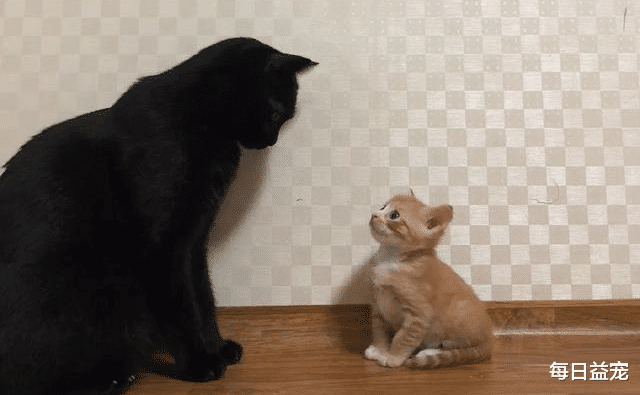 每日益宠 网友抱回瘦小橘猫，黑猫细心照顾，半年后逆袭成胖橘！