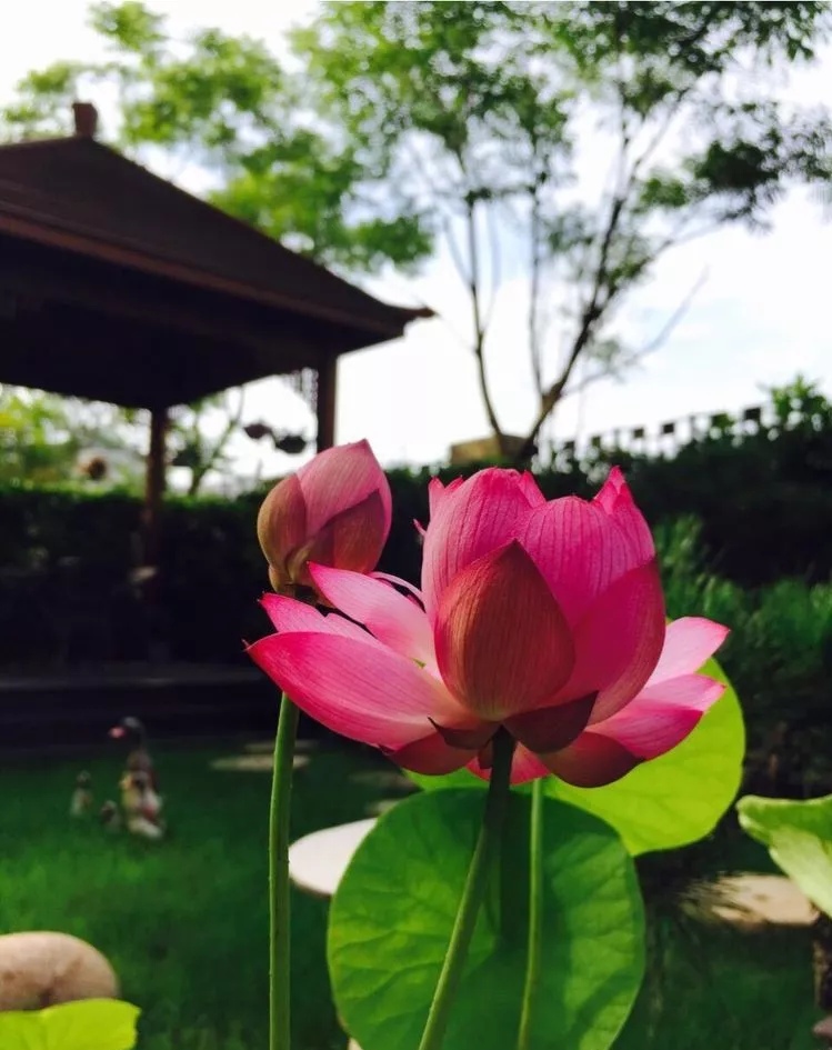|三年前，坚持买了这个140㎡的院子，给自己建一个秘密花园