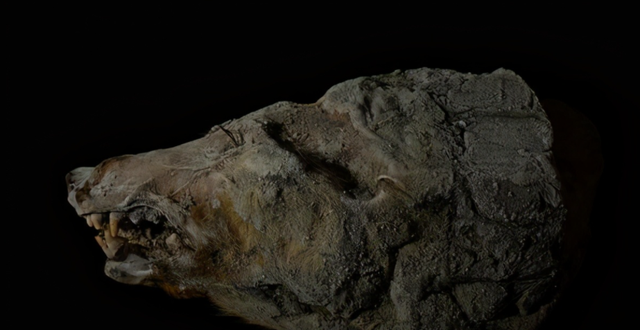 驯鹿 西伯利亚发现史前生物,它们来自万年前,研究者表示不是好消息