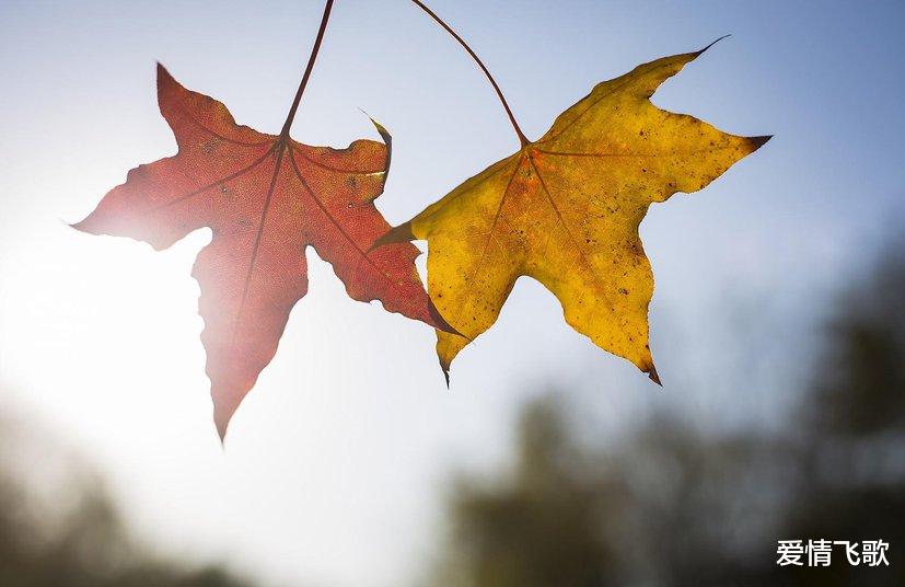 爱情飞歌|人生苦难重重,唯有自渡,方能解脱