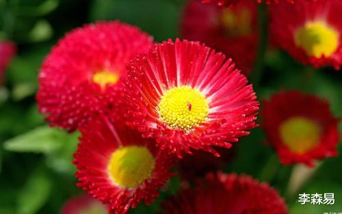 李森易|八字组合来看，婚姻平平的命