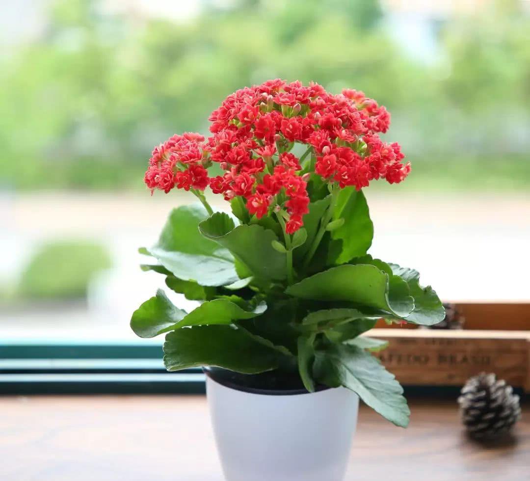 小捌爱花草|养长寿花要心狠，关进“小黑屋”，花苞满枝头，让它不开花都难