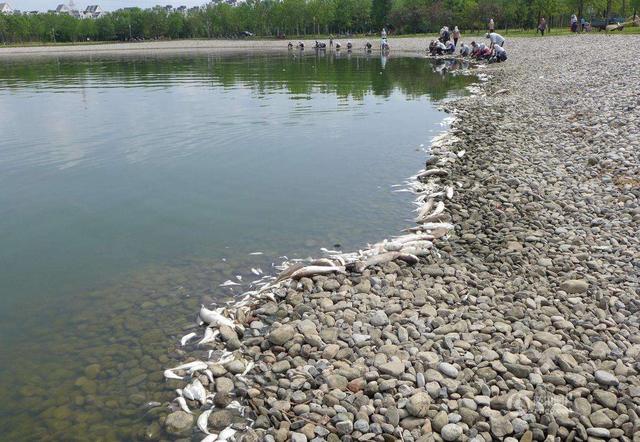 饵料|不让钓鱼就投毒？80万赔偿加数年牢狱！这样做塘主才会让你钓