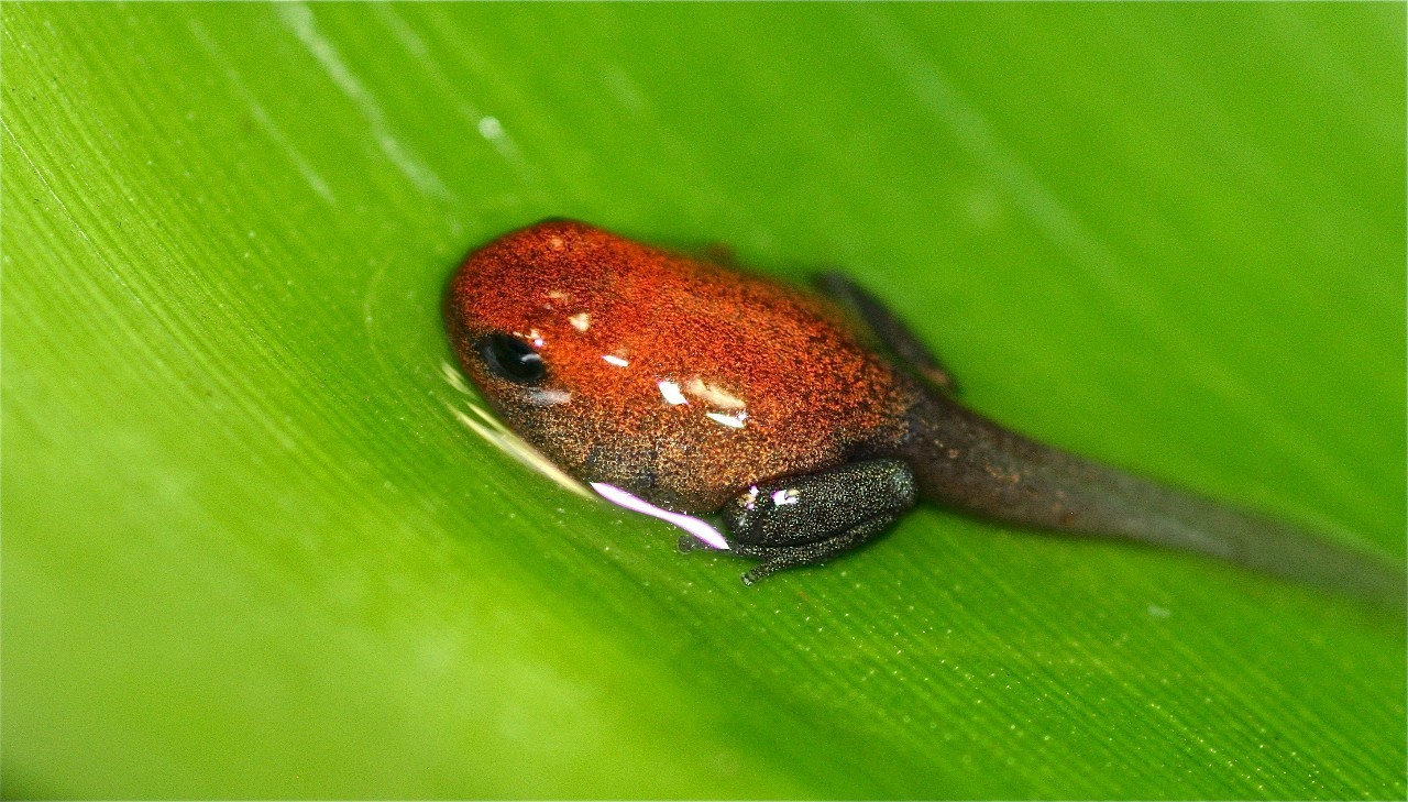 月球 箭毒蛙有多可怕？自身不生产毒素，身上致命剧毒全是吃出来的