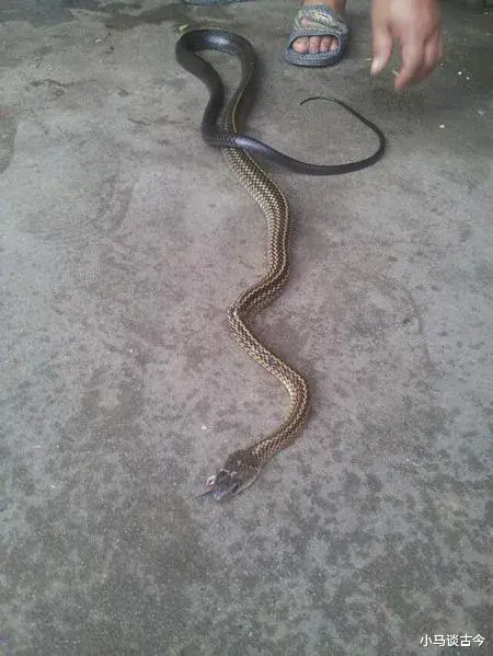  老人为什么说打蛇，要么打死，要么不打呢？