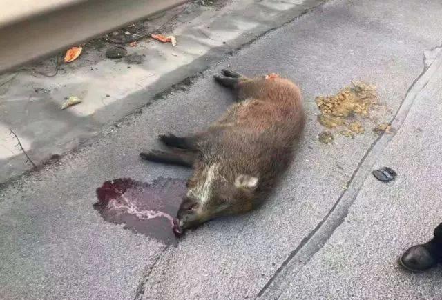 ainee小屋子 如果在高速上遇到动物，应该急刹还是撞上去？交警道出实情