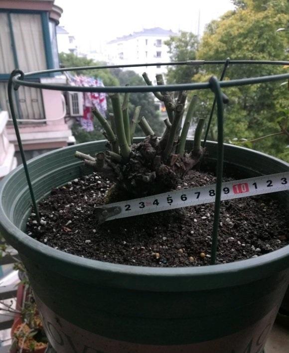 向阳园艺|都说“老桩”好，月季花除外，购买月季花，幼苗最合适，长得快