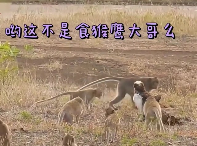 天敌见面,引起猴愤,食猿雕受伤掉落在猴群
