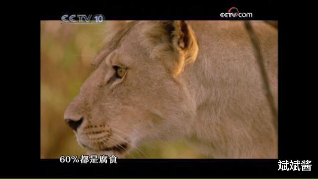 斌斌酱|鬣狗经常骚扰狮群,为何狮子不喜欢吃鬣狗?真相让人很意外。