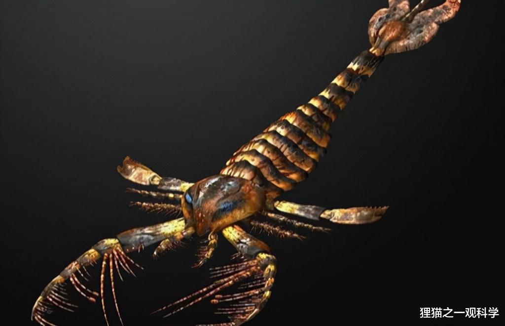 化石 最初的海怪，中国首次发现4。3亿年前混翅蜍化石，它们有多奇特？