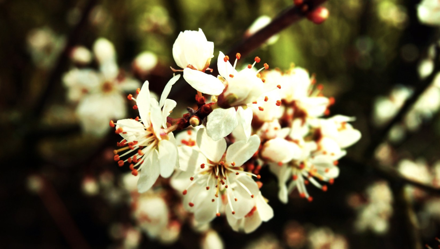 旧爱|9月，桃花有意，与你有缘，3生肖重拾旧爱，几番轮回，终于要复合