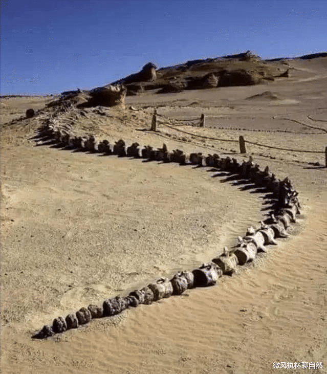 龙王鲸 埃及沙漠发现真龙的墓地？遗骨长达18米，被称为大海洋时代的龙王