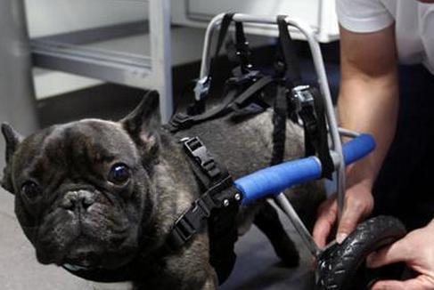 舜网 盘点这些身残志坚的小动物，心疼的同时被人类这样贴心的救助感动