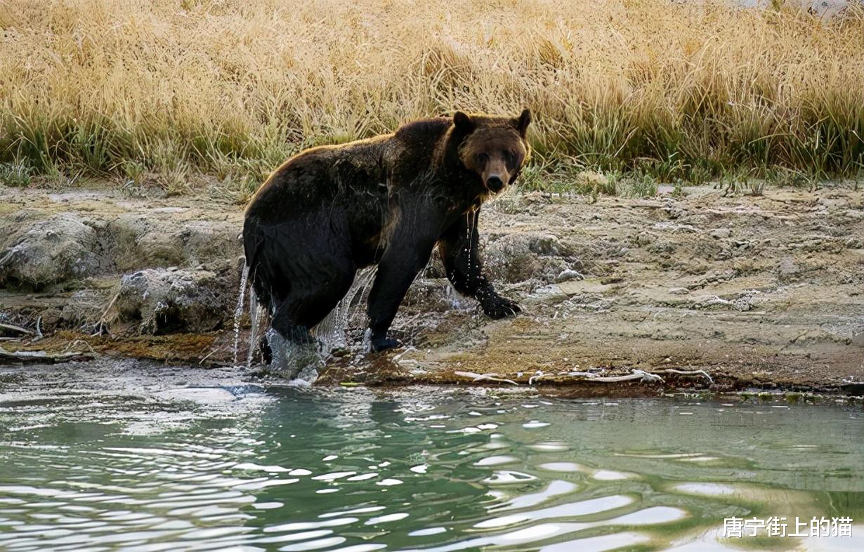 西西弗斯 巨大灰熊竟被山羊反杀，科学家说，这是我见过的第一例