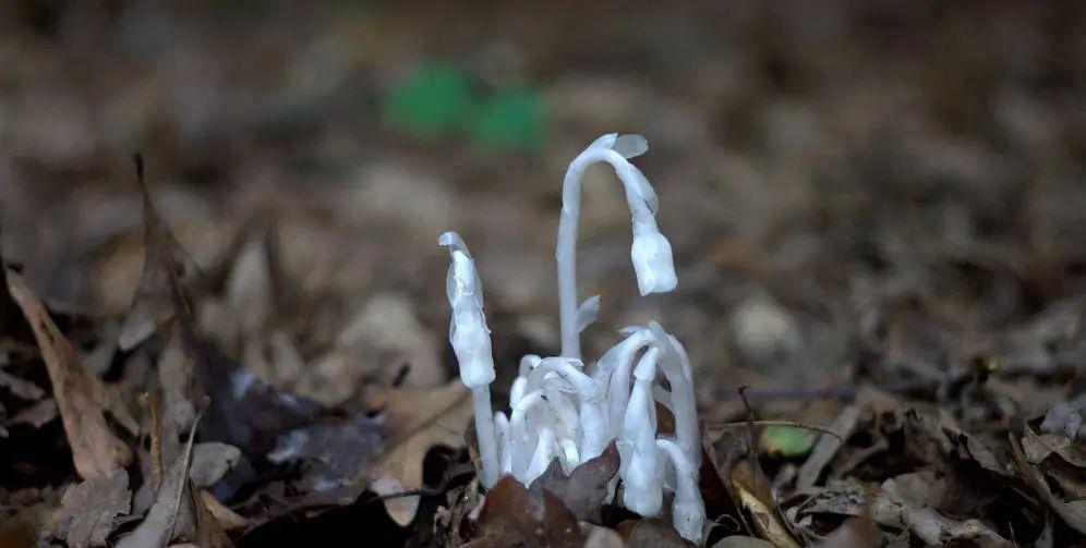 种上阳台|深山遇上罕有的“幽冥之花”，不能移栽它，唯有猛拍它！