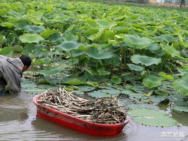 农忙拾趣 又现高价菜,一斤17元正鲜嫩,农民积极采收,网友:等5元再来