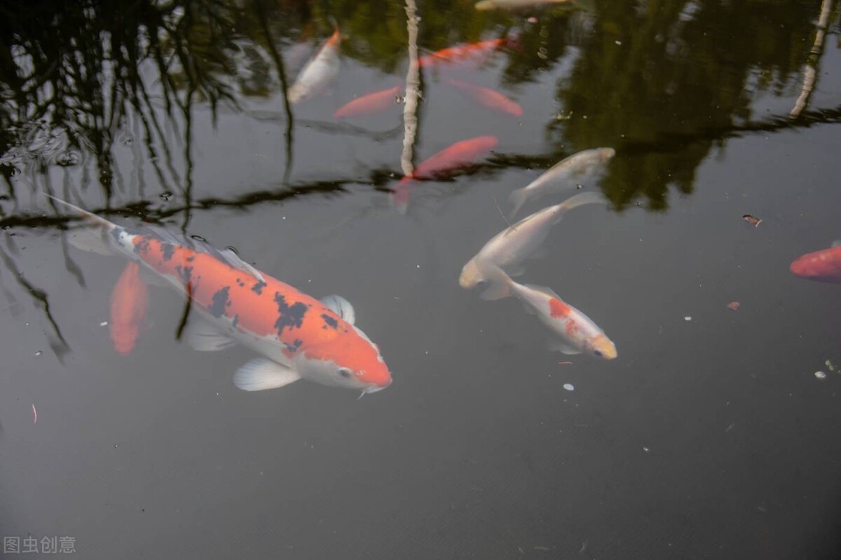 土星 生命是自己诞生的吗？为何人工挖一个水池，过段时间会有鱼？