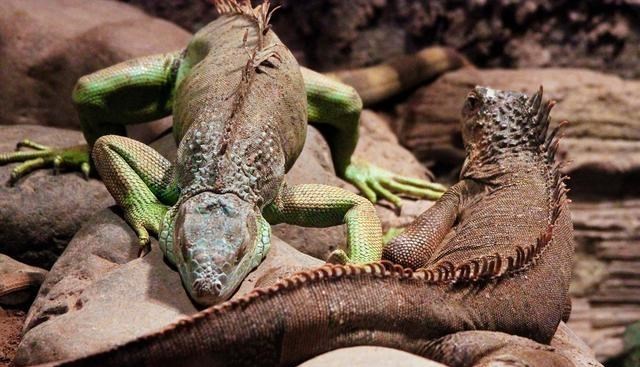  飞天蜥蜴，东南亚一种蜥蜴可实现空中滑翔，进化为翼龙？