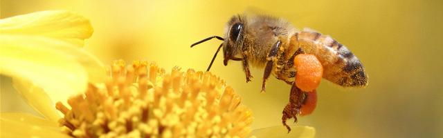 蜜蜂 科学家们的预测:致命的“组合拳”将会让蜜蜂在未来的某一天灭绝