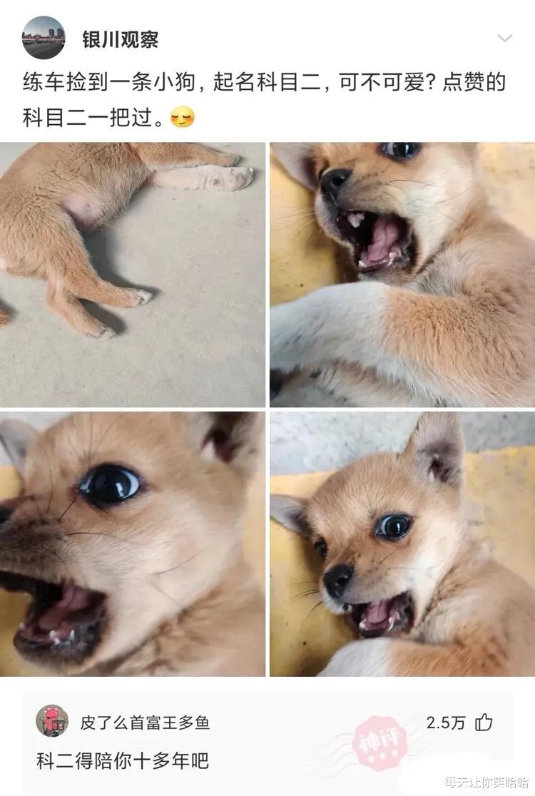 神回复|神回复：发现一个规律，娱乐圈名字带波的人，好像都不走运呢？