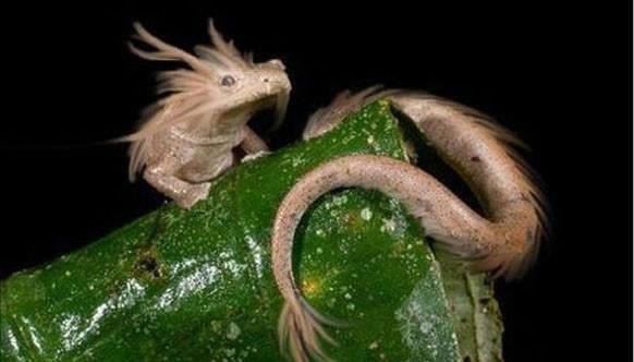 科学家 12.5年繁殖一次，不进食可活6年的洞螈，到底是一种怎样的生物？