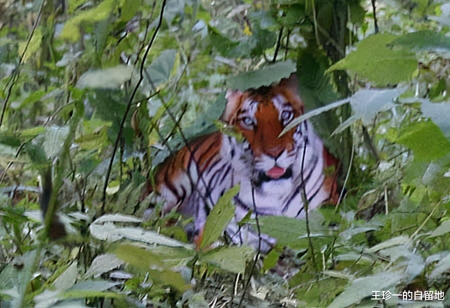 王珍一的自留地 13年前拍虎名扬全国,出狱后藏进深山,周正龙现在怎样了?