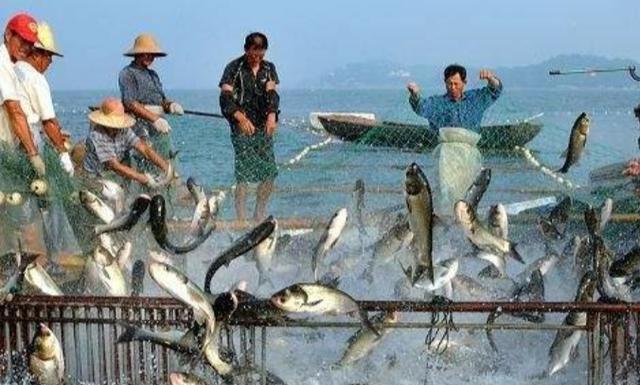 触碰心灵de话|鸡粪养鱼都养什么品种的鱼？