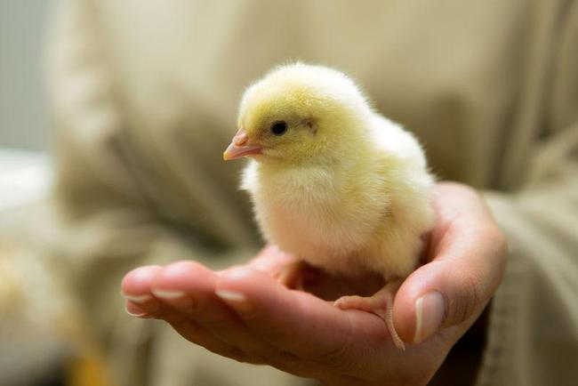 残酷的事实!世界每年有70亿只小鸡被绞碎,然后做成了猫粮