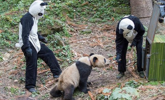 晓君侃史 老农因羊被熊猫攻击一怒杀死国宝，70斤肉卖了4800元，他结局如何