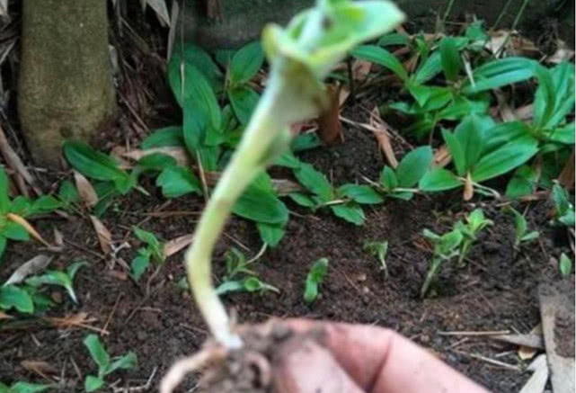 附子|这野草看似普通，但其根部的价值堪比人参，但有人将它视为杂草！